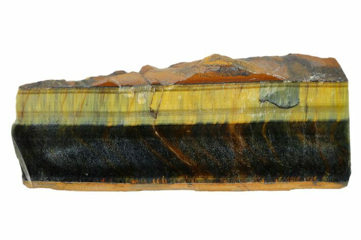 Polished Tiger's Eye Section - South Africa #148294